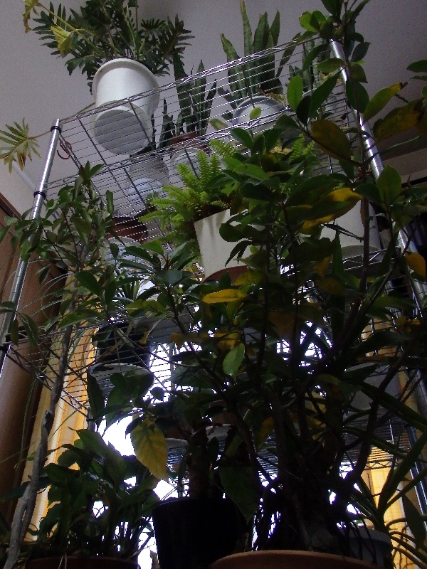 f:id:noraneko222:20141204214820j:image