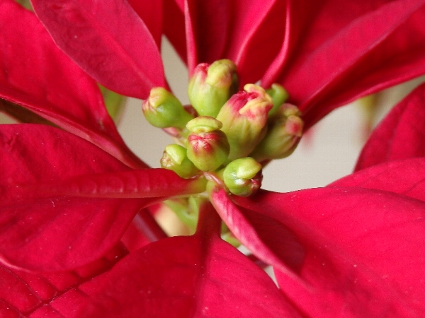 f:id:noraneko222:20141221221246j:image f:id:noraneko222:20141221221246j:image