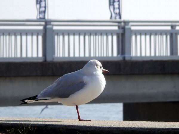 f:id:noraneko222:20150104005045j:image f:id:noraneko222:20150104005045j:image