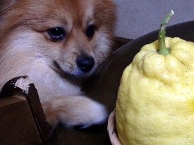 f:id:noraneko222:20150108213000j:image f:id:noraneko222:20150108213000j:image