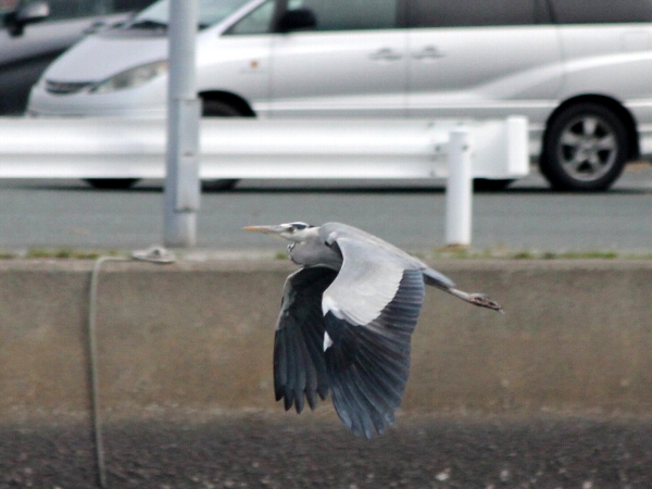 f:id:noraneko222:20150110000301j:image f:id:noraneko222:20150110000301j:image