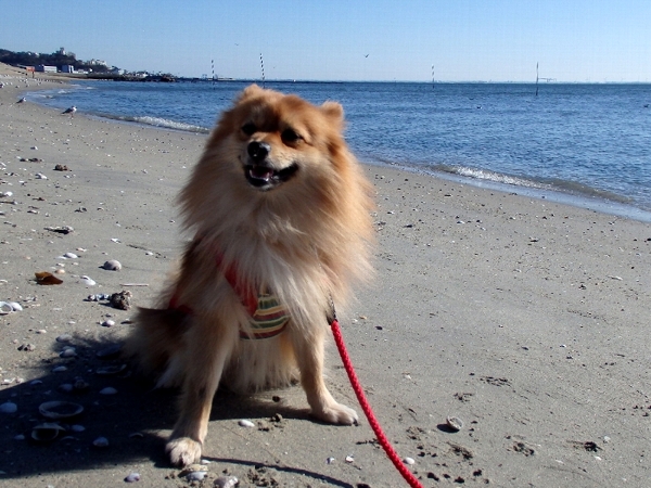 f:id:noraneko222:20150113214510j:image