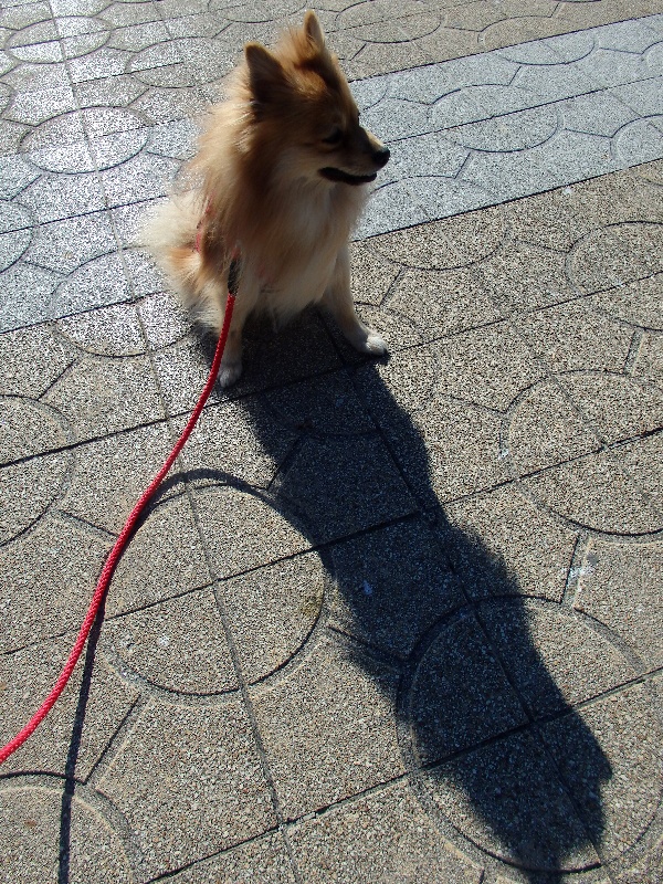 f:id:noraneko222:20150113214511j:image