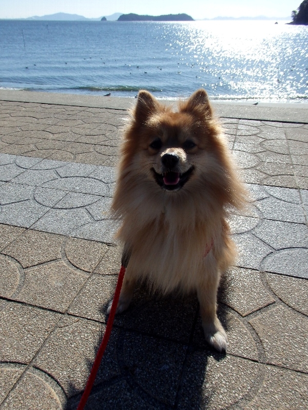 f:id:noraneko222:20150113214512j:image