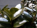 [雪][椿]