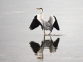 [竹島海岸][アオサギ]