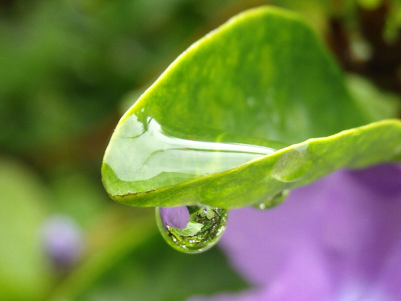 [ニオイバンマツリ][水滴]