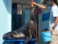 [竹島水族館][蒲郡]