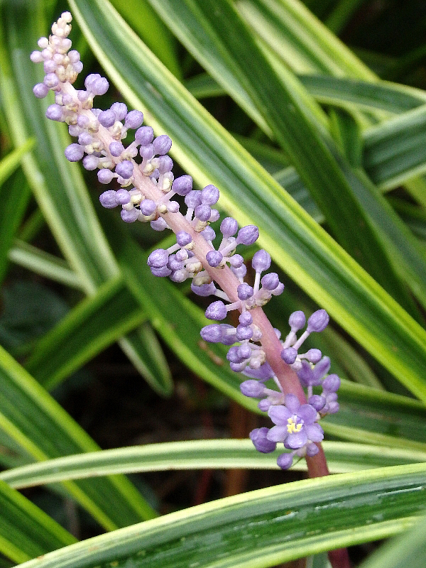 f:id:noraneko222:20150903170935j:image