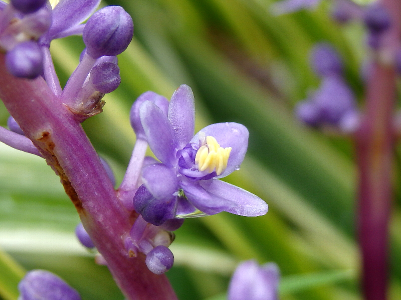 f:id:noraneko222:20150903170938j:image