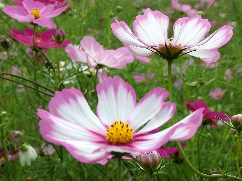 f:id:noraneko222:20151007215521j:image f:id:noraneko222:20151007215521j:image