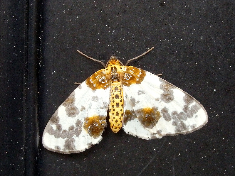 f:id:noraneko222:20151009212240j:image f:id:noraneko222:20151009212240j:image