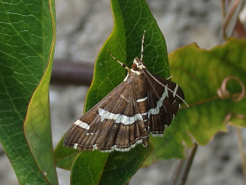 f:id:noraneko222:20151009212401j:image f:id:noraneko222:20151009212401j:image