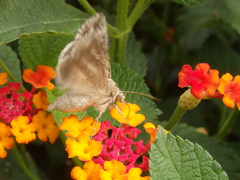 f:id:noraneko222:20151009212450j:image f:id:noraneko222:20151009212450j:image