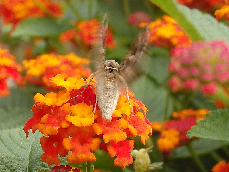 f:id:noraneko222:20151009212451j:image f:id:noraneko222:20151009212451j:image