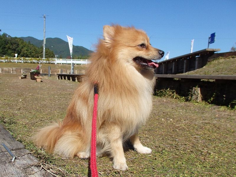 f:id:noraneko222:20151026201113j:image
