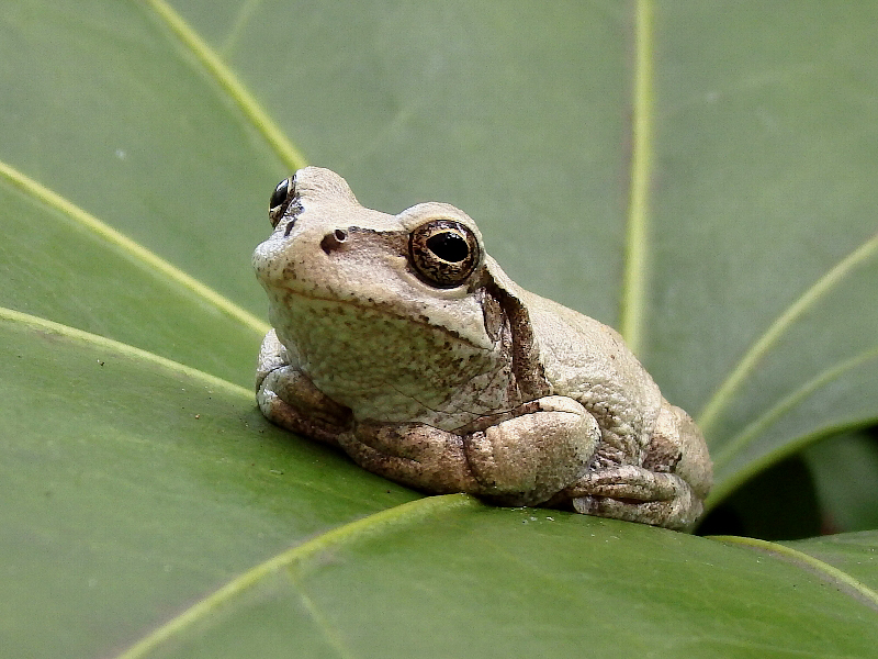 個別「[ニホンアマガエル]」の写真、画像 - 庭 - noraneko222's fotolife