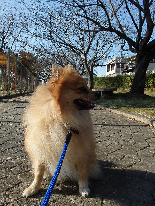 f:id:noraneko222:20151205215250j:image f:id:noraneko222:20151205215250j:image