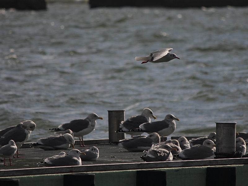 f:id:noraneko222:20151220215511j:image
