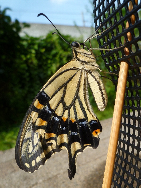 f:id:noraneko222:20160114190902j:image f:id:noraneko222:20160114190902j:image