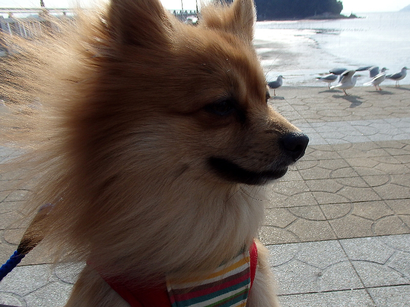 f:id:noraneko222:20160127190228j:image