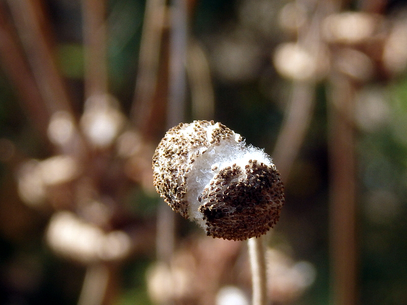 f:id:noraneko222:20160128185629j:image f:id:noraneko222:20160128185629j:image