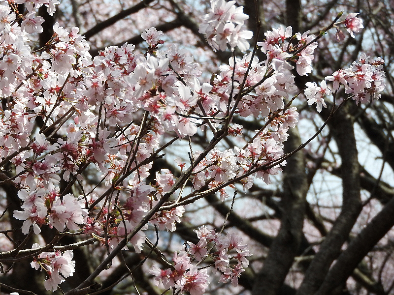 f:id:noraneko222:20160324185609j:image