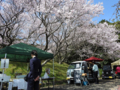 [小彼岸桜][豊川市][穴観音古墳]