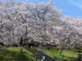 [小彼岸桜][豊川市][穴観音古墳]