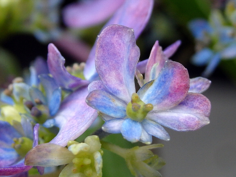 f:id:noraneko222:20160607183757j:image f:id:noraneko222:20160607183757j:image