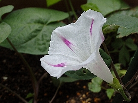 f:id:noraneko222:20160607183832j:image:left f:id:noraneko222:20160607183832j:image:left