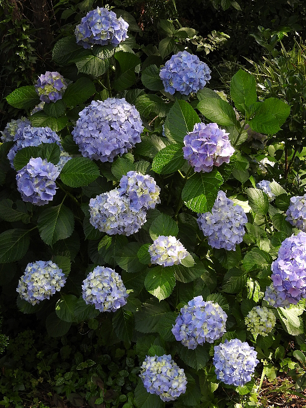f:id:noraneko222:20160609202807j:image