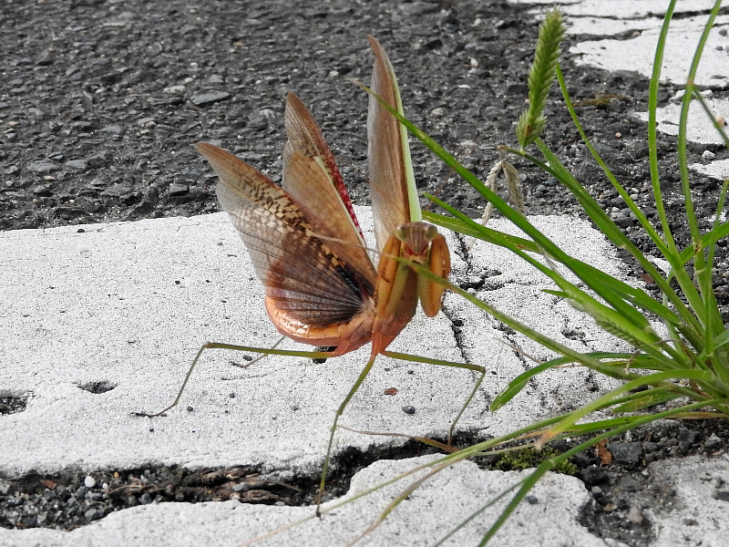 [カマキリ]