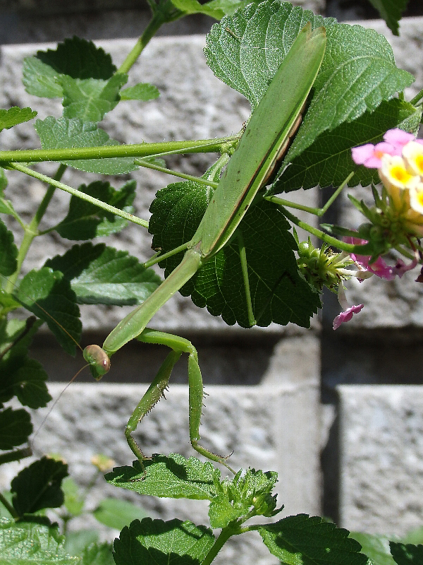 [カマキリ]