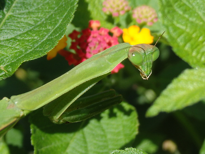 [カマキリ]