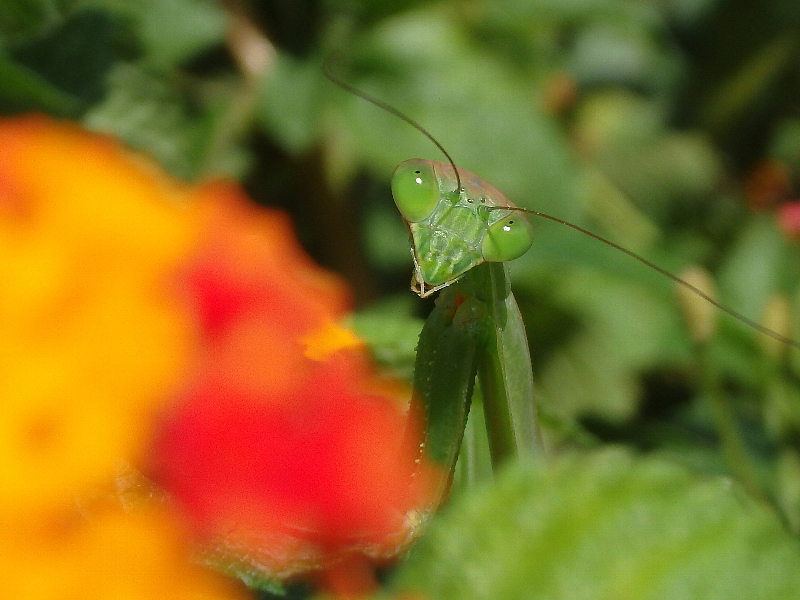 [カマキリ]