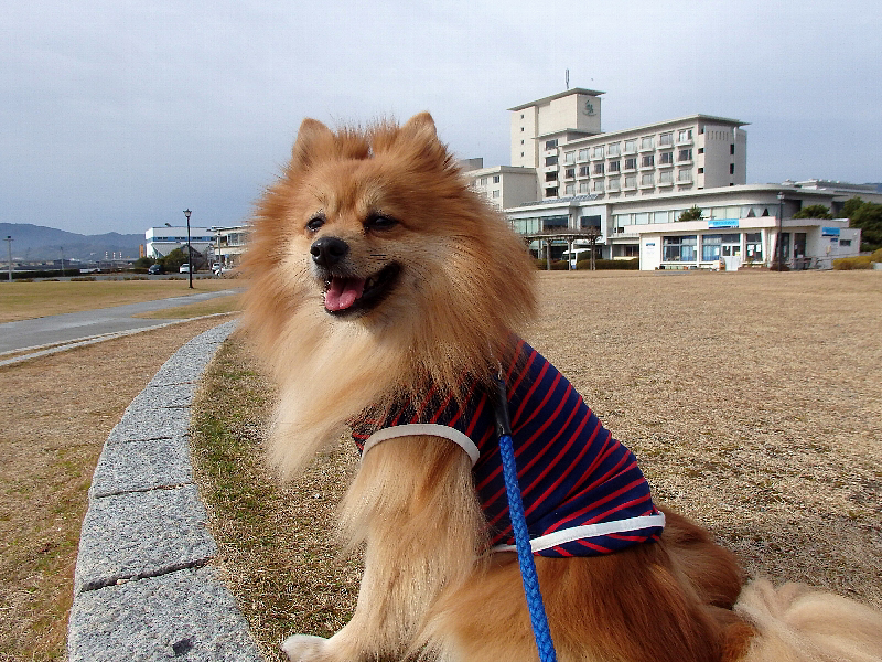 f:id:noraneko222:20170104183853j:image