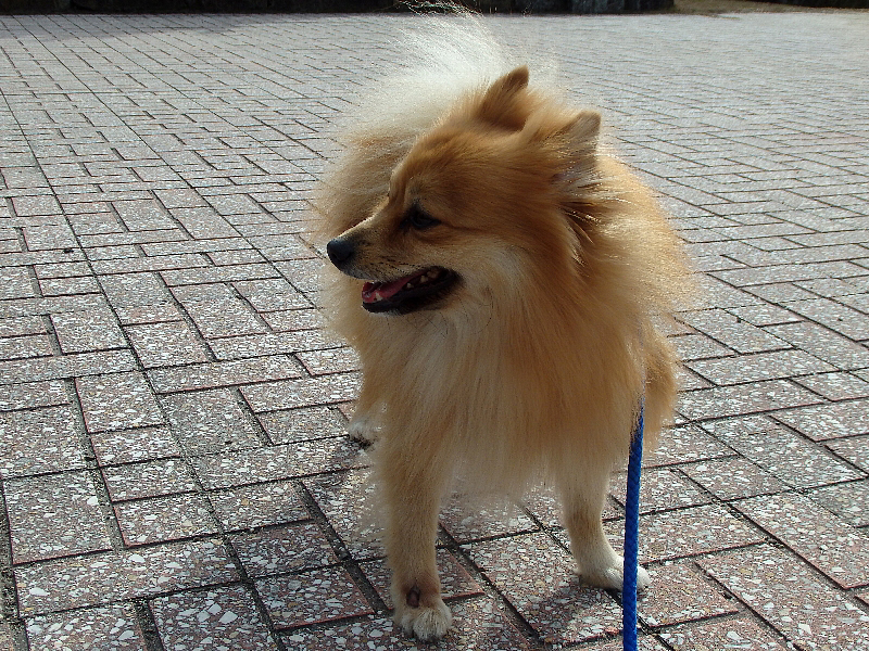 f:id:noraneko222:20170104183854j:image