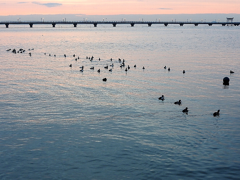 f:id:noraneko222:20170201183524j:image