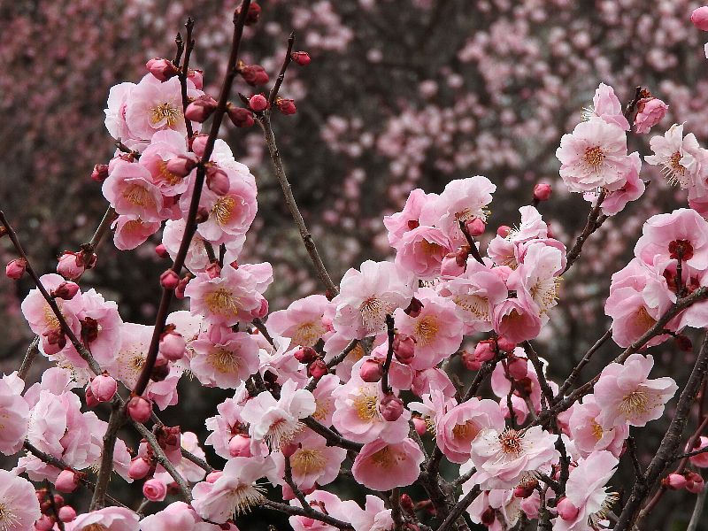 [向山緑地][梅林園]