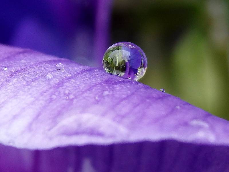 水滴に咲く花＾＾ - 新・ぼちぼち植物などを