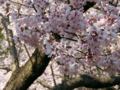 [小彼岸桜][穴観音古墳公園]