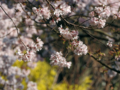 [小彼岸桜][穴観音古墳公園]