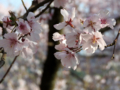 [小彼岸桜][穴観音古墳公園]