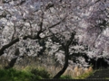 [小彼岸桜][穴観音古墳公園]