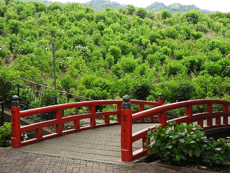 [形原温][蒲郡市][あじさいの里]