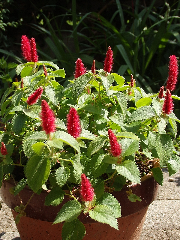 f:id:noraneko222:20170605193647j:image