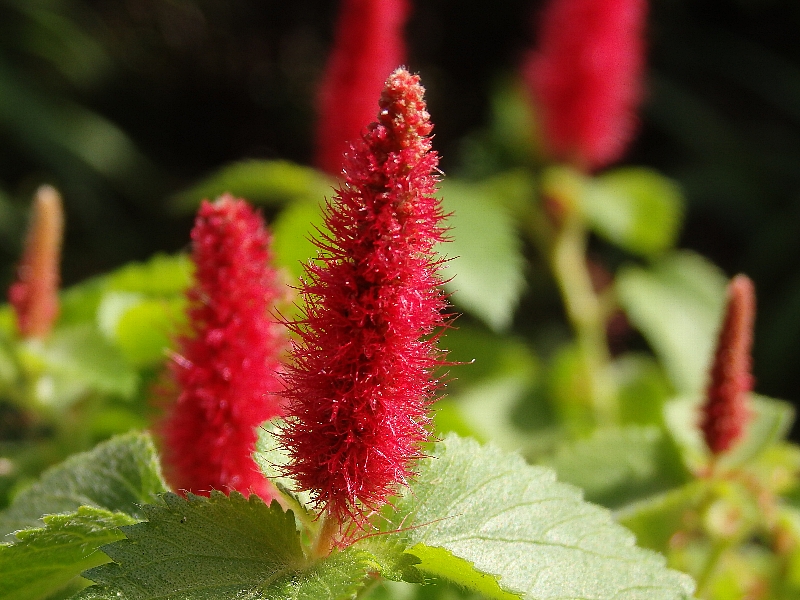 f:id:noraneko222:20170605193649j:image