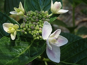 f:id:noraneko222:20170613221208j:image