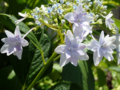 [紫陽花][隅田の花火]